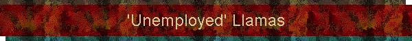 'Unemployed' Llamas