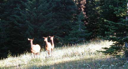 Elk