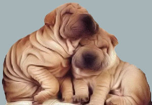 http://www.rattlesnakeridgeranch.com/images/sharpei.jpg